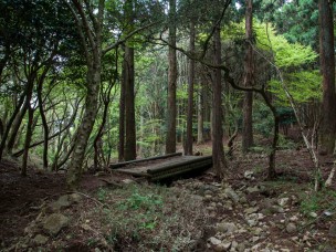 izu-forest-masanori-sugiura-1-6